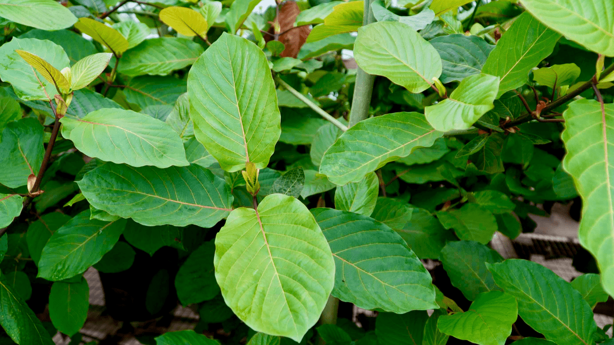 kratom and blood pressure