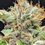 buy thca