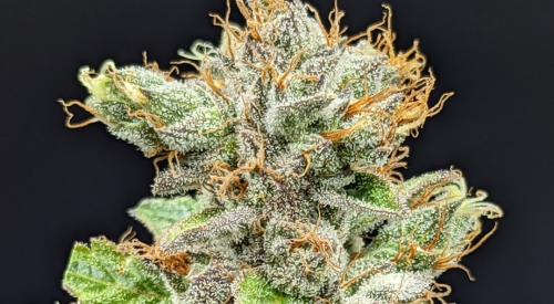 buy thca