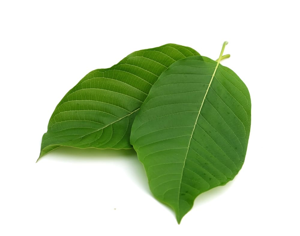 best white maeng da kratom